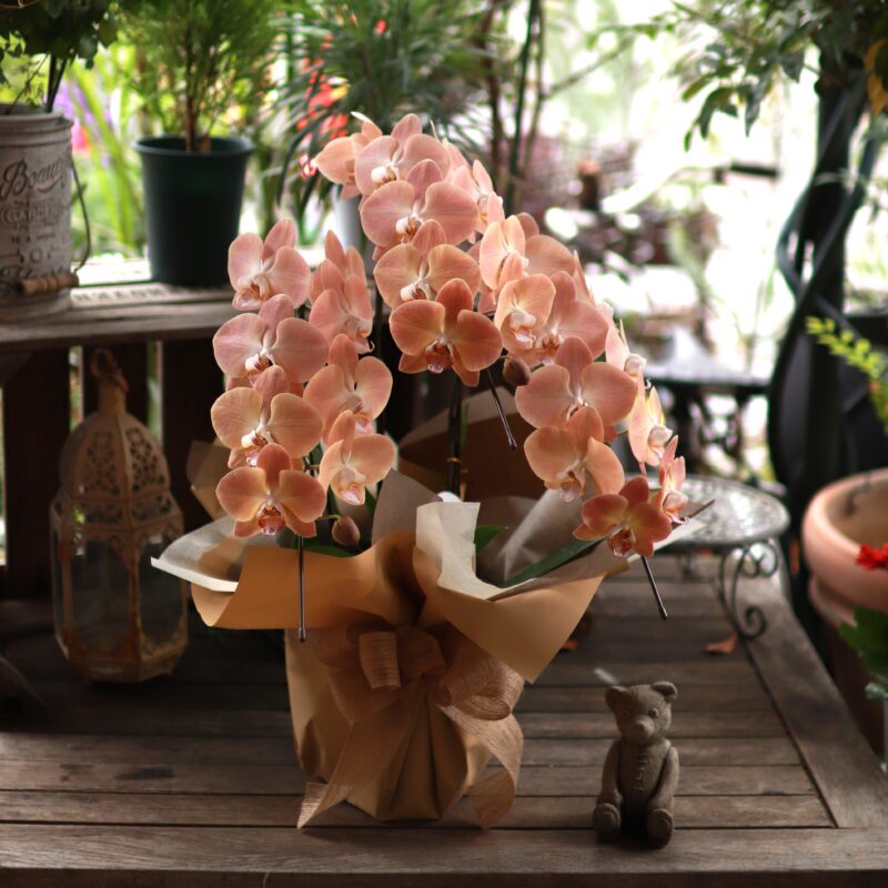 ミニファレノ3本立ち　カフェオレ