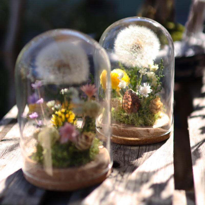 ふわふわ綿毛のプリザーブドフラワー