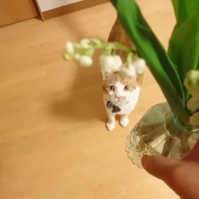 素敵な投稿ありがとうございます🐈💛
#花たろうフォトコン