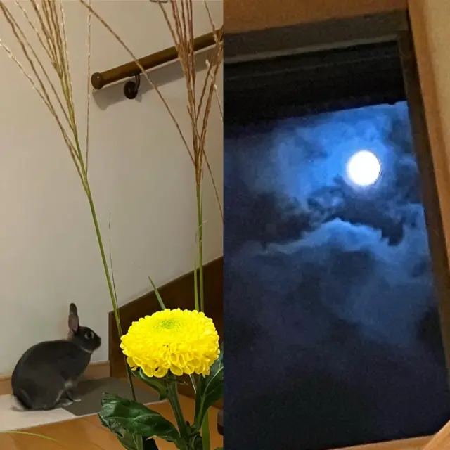 うさちゃんとお月見🎑の素敵なお写真ありがとうございます💛
#花たろうフォトコン