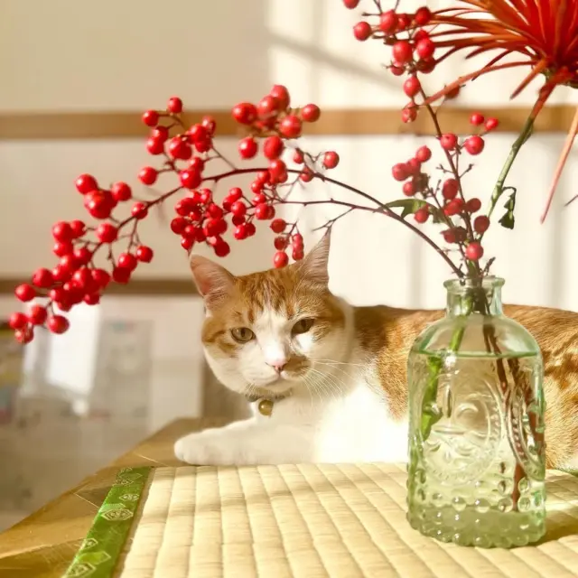 あたたかいお写真ありがとうございます😊
#花たろうフォトコン