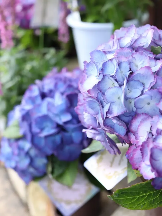 紫陽花、カーネーションの鉢🌸

種類豊富に取り揃えております♪
ぜひお立ち寄りください😆

#母の日 
#mothersday 
#紫陽花 
#花たろう 
#浦和花たろう 
#花 
#花屋 
#flower 
#flowershop 
#埼玉県 
#さいたま市桜区 
#栄和 
#さいたま市浦和区 
#浦和 
#浦和コルソ 
#花のある暮らし
#お花好きな人と繋がりたい
