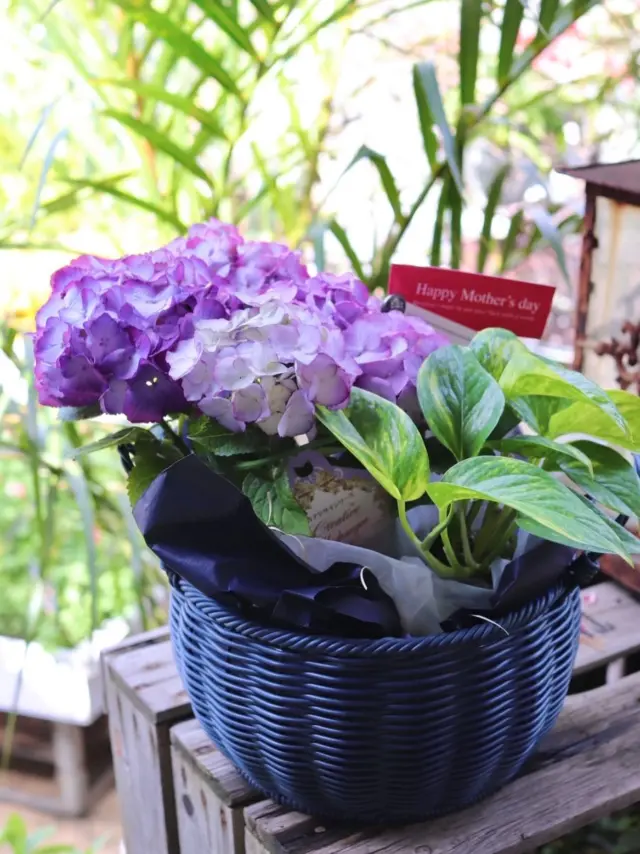 色鮮やかな紫陽花とミニ観葉の寄せバスケット🌿

母の日のギフトで大人気の紫陽花✨
紫陽花の花言葉は、「一家団欒」「家族」「和気あいあい」です！！花姿にぴったりの花言葉ですね☺️

#母の日 
#mothersday 
#紫陽花
#花たろう 
#浦和花たろう 
#花 
#花屋 
#flower 
#flowershop 
#埼玉県 
#さいたま市桜区 
#栄和 
#さいたま市浦和区 
#浦和 
#浦和コルソ 
#花のある暮らし
#お花好きな人と繋がりたい