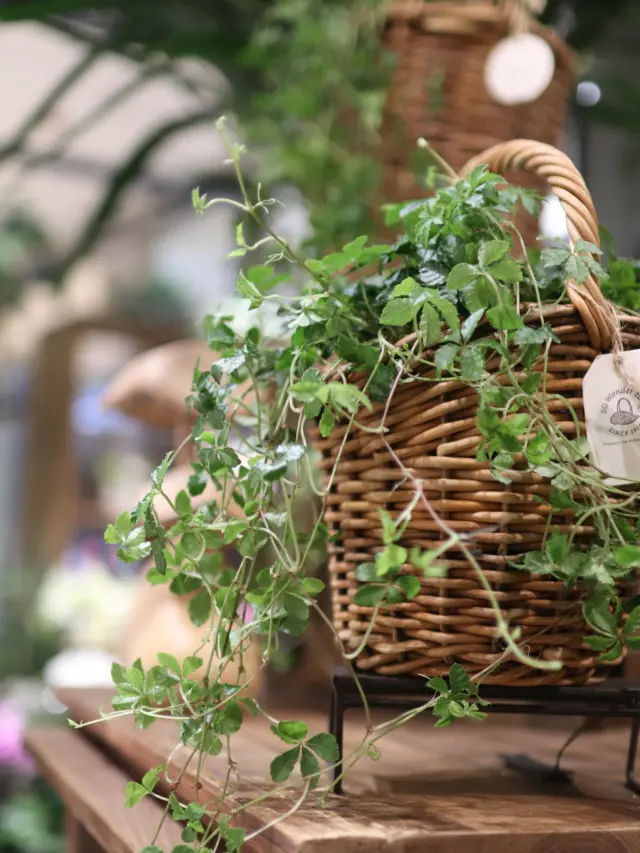 オシャレな植物🪴も多数取り揃えております！

お部屋やお庭をさらに華やかにしてくれる、あなただけのお気に入りの鉢を見つけませんか°·๐

#花たろう 
#浦和花たろう 
#花 
#花屋 
#flower 
#flowershop 
#埼玉県 
#さいたま市桜区 
#栄和 
#さいたま市浦和区 
#浦和 
#浦和コルソ 
#花のある暮らし
#お花好きな人と繋がりたい