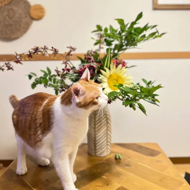 素敵なお写真ありがとうございます🌻
#花たろうフォトコン 
#花たろう本店 
#花たろう浦和コルソ店 
#さいたま市花屋