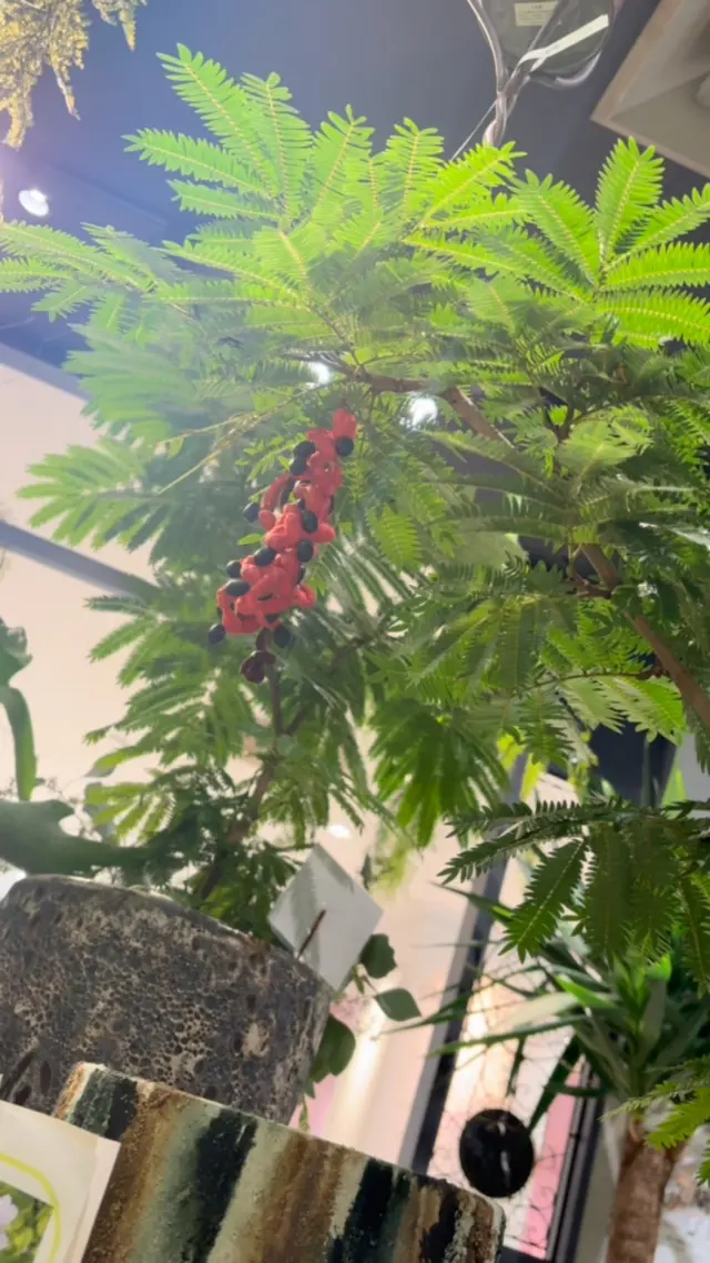 【ボタニカルフェア開催中！！】
癒しのグリーンで、気分もリフレッシュしませんか🌿

観葉植物は、空気清浄効果、癒しやリラックス効果、加湿効果、インテリアとしての効果など、健康面だけでなく、生活空間を豊かにする効果があります☺️

#観葉植物
#花たろう 
#浦和花たろう 
#花 
#花屋 
#flower 
#flowershop 
#埼玉県 
#さいたま市桜区 
#栄和 
#さいたま市浦和区 
#浦和 
#浦和コルソ 
#花のある暮らし
#お花好きな人と繋がりたい