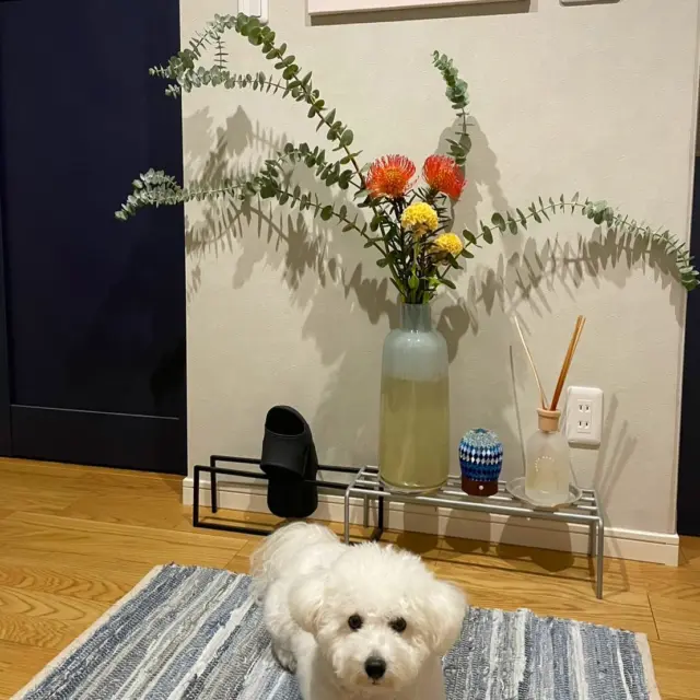 可愛いわんちゃんとダイナミックなお花が素敵です✨
フォトコンご参加ありがとうございます！
#花たろうフォトコン 
#花たろう本店