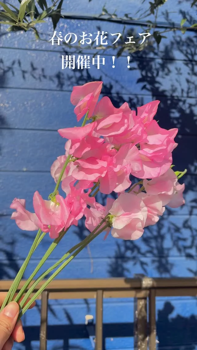 【春のお花フェア🌸スタンプラリー】開催中！！

春のお花《スイートピー、チューリップ、ラナンキュラス》
を飾ろう！！スタンプカードお配りしてます😆

下記の期間にそれぞれのお花をご購入していただくと、スタッフがスタンプを押します！
スタンプ３つそろえると、可愛い花瓶をプレゼンいたします♪

・1/13〜1/21
【スイートピー】

・1/24〜1/31
【チューリップ】

・2/7〜2/13
【ラナンキュラス】

#春のお花
#スタンプラリー
#花たろう