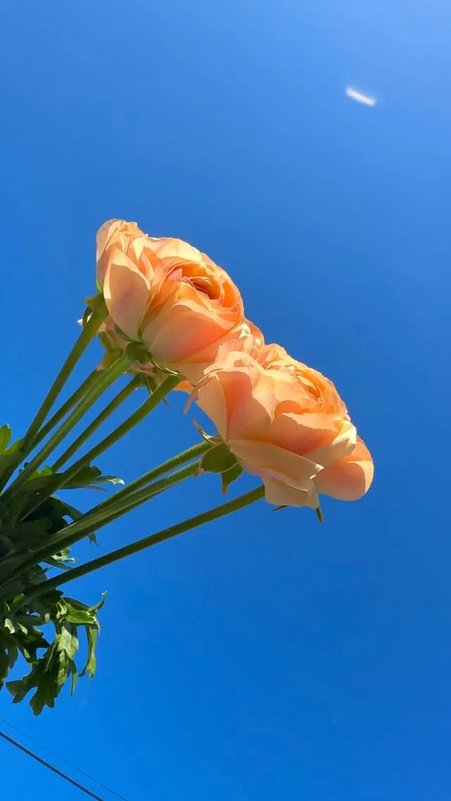 スタッフ全力おすすめ！！！
【春のお花たち🌸】

ラナンキュラス
花言葉: 晴れやかな魅力、光輝

ミモザ
花言葉: 感謝、友情、思いやり

スイートピー
花言葉: 門出、優しい思い出

スカビオサ
花言葉: 風情、魅力

#春のお花
#spring
#flowers 
#花たろう
#浦和花たろう