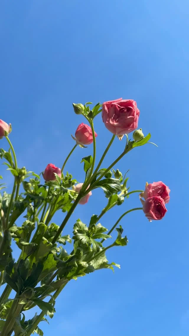 いよいよ明日から【ラナンキュラスフェア🌼】！！
期間: 2/7(土）〜2/13(金)

花言葉: 晴れやかな魅力、華やかな魅力

花びらが幾重にも重なり、コロンとしたバラのように華やかで可愛らしい姿が人気のラナンキュラス🌼
豊富なカラーバリエーションで選ぶ瞬間まで楽しめます♪

#ラナンキュラス
#春の花
#spring
#花たろう
#浦和花たろう