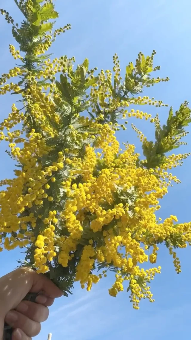 2/28(土)〜3/8(日)は【ミモザフェア🟡】！！

ふわふわなつぶつぶがとってもキュートなミモザの花言葉は《感謝、友情、秘密の恋、優雅》などとても魅力的なものばかり！！！

お友達や恋人、家族などなど！！
贈り物にぴったりなお花です☺️もちろん自分へのご褒美にも！

また花たろう本店には大迫力のミモザの木があります😆
ぜひお越し下さい♪

#ミモザ
#春の花
#spring
#花たろう
#浦和花たろう