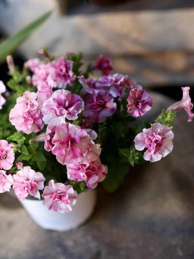 可愛い花苗🌸入荷しました！

春のカラフルな花苗がお庭やベランダを華やかに彩ってくれます♪
皆さんはどのお花が気になりますか‧º·˚

#春
#spring
#花苗
#花たろう
#浦和花たろう