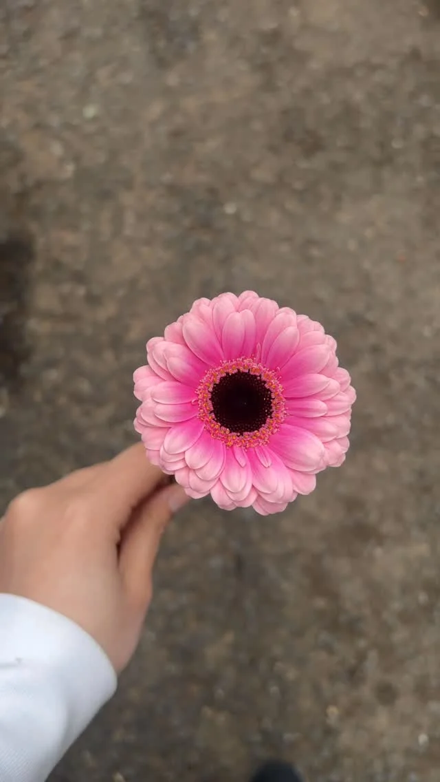 【4/18は"ガーベラの日🌸"】
明日4/11からガーベラフェア開催！！

色も形もさまざまなガーベラを取り揃えました✨
ガーベラの花言葉は「希望」、「前向き」など明るいものばかりです♪
ぜひお部屋に飾ってみてください☺️

#ガーベラ
#flower
#花屋
#花たろう
#浦和花たろう