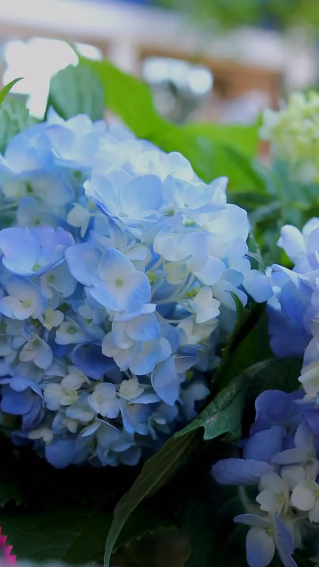 6/6(土)〜6/16(火)【紫陽花フェア】開催！！

色鮮やかな紫陽花が皆さんをお待ちしております😆

雨の中でより輝きを増す紫陽花✨
今の季節ならではのお花をお楽しみください♪

#紫陽花
#花束
#ブーケ
#花たろう
#浦和花たろう