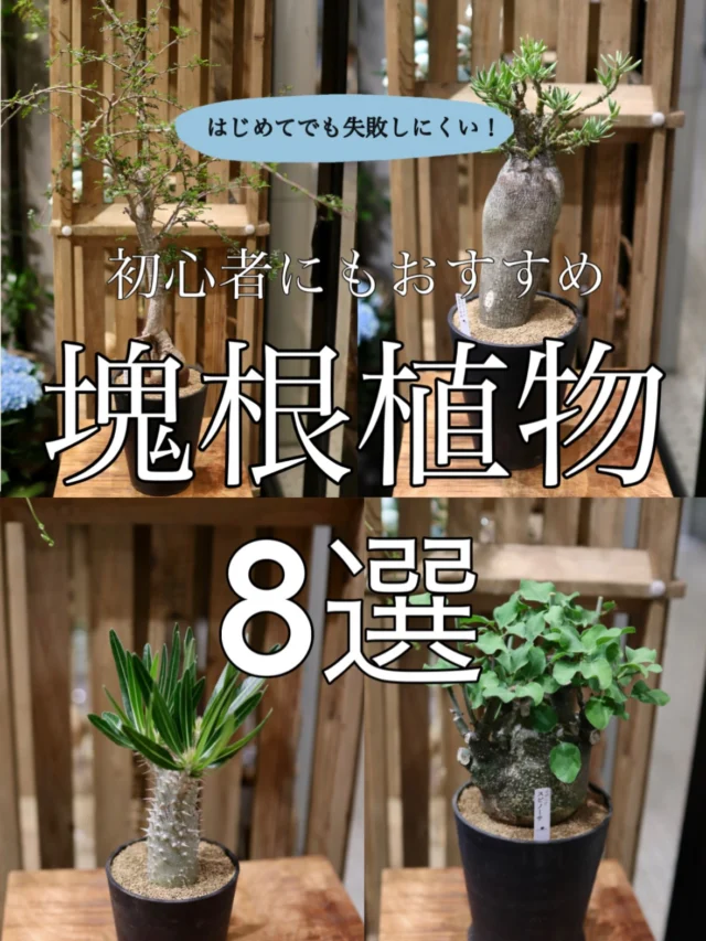 【"レア"な塊根植物が勢揃い！！！】

風水効果が高く、インテリアとしても魅力が大爆発の塊根植物を集めました😆

同じものは一つとしてありません！！！
数量限定ですので、気になる方はお早めに💨

浦和花たろう

#塊根植物 
#インテリア
#花屋
#花たろう
#浦和花たろう