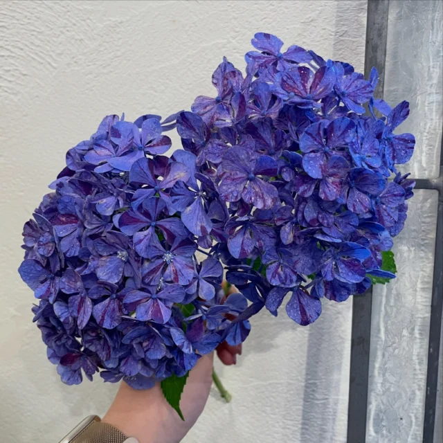 .
「自宅用に紫陽花を購入しました💠玄関が一気に華やかになりました！」とご投稿いただきました👏ありがとうございます😊

#花たろうフォトコン