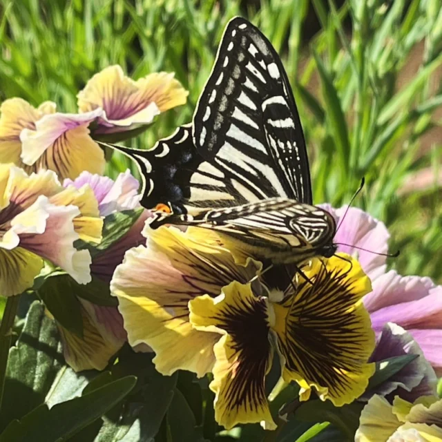 蝶々と可愛いお花の写真を投稿いただきました！
ありがとうございます🦋🌼

#花たろうフォトコン