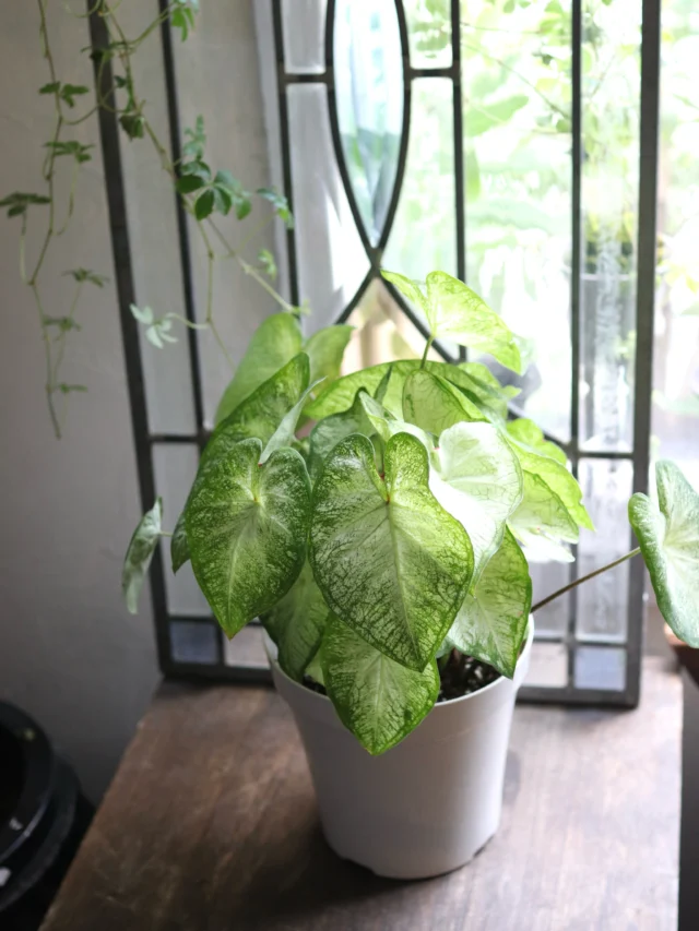葉っぱの模様まで楽しめる、爽やかなグリーン🌿

明るいグリーンの葉がふんわり広がり、お部屋に置くだけで一気に涼やかな印象に。
優しい雰囲気なので、リビングや窓辺のインテリアにもぴったりです。

毎日の暮らしに、ちょっとした癒しを取り入れてみませんか☺️

#観葉植物
#plants 
#花屋
#花たろう
#浦和花たろう